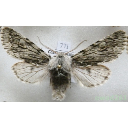 Brachionycha nubeculosa (Esper, 1785) Czech77i